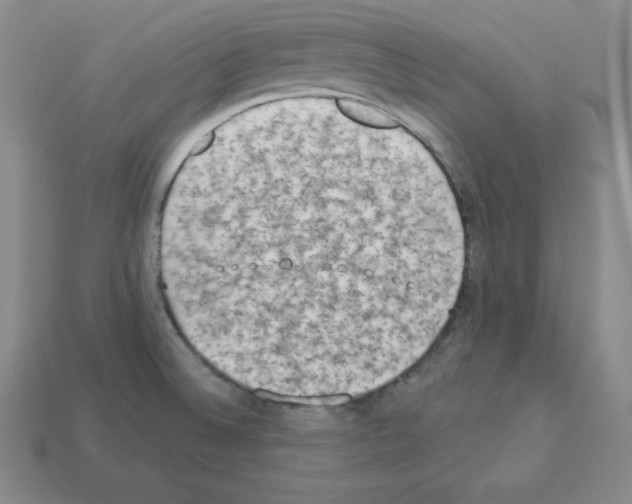 X0000112861524200910021301