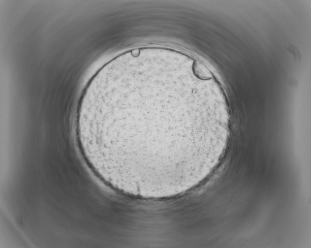 X0000112861525200910021301