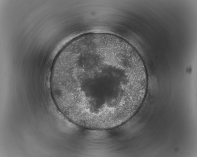 X0000112880856200908211449