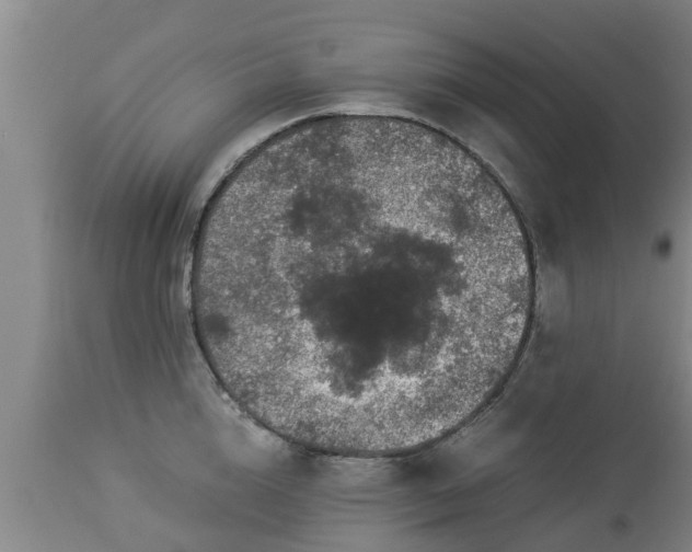 X0000112880856200908281635