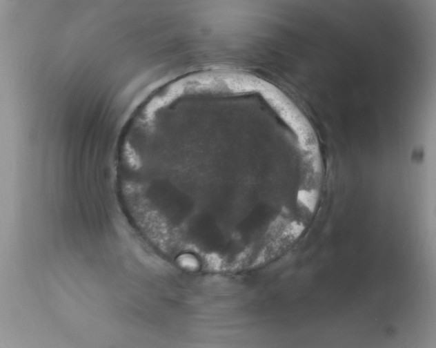 X0000112890290200909181918