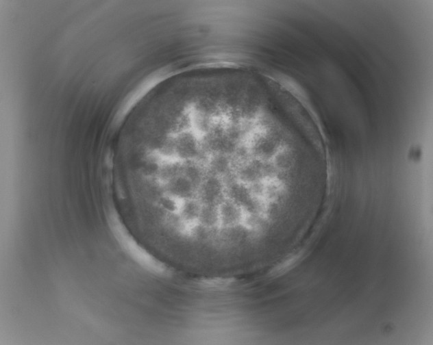 X0000112890859200909181910