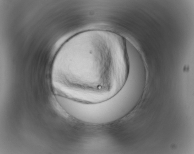 X0000112890960200909181909