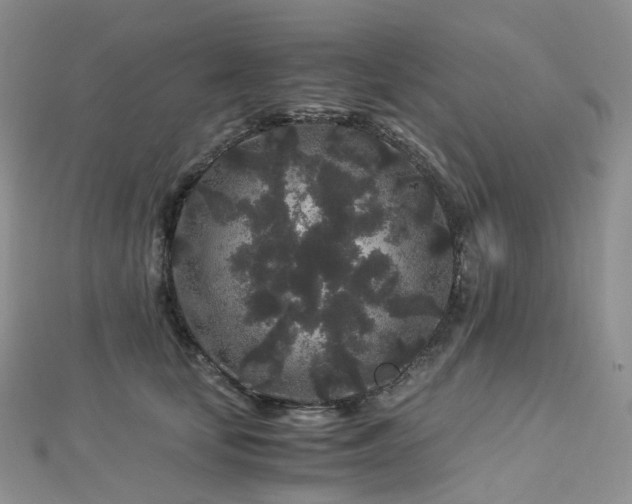 X0000112900659200908211518