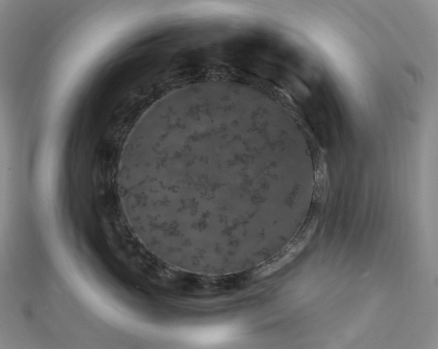 X0000112900765200908211516