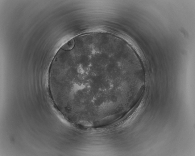 X0000112900858200908211515