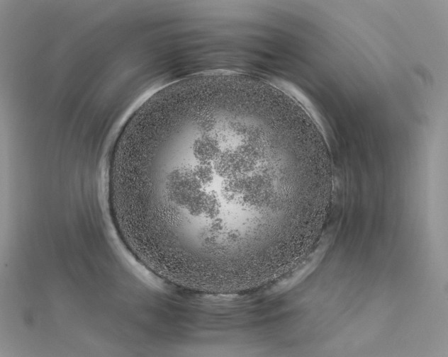 X0000112900859200908211515