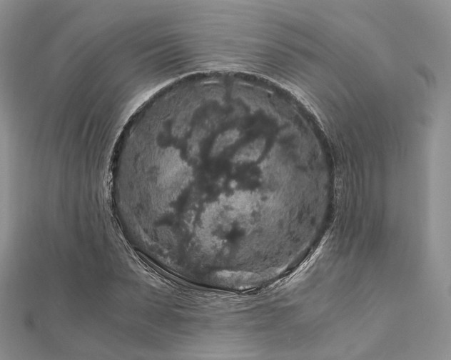 X0000112900879200908211513