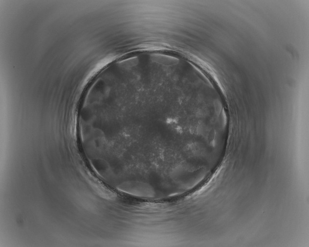 X0000112901179200908211509