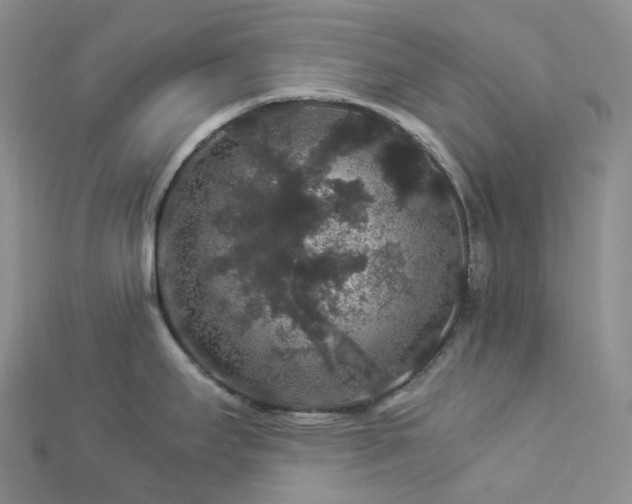 X0000112901295200908211508