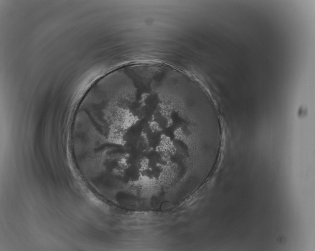 X0000112900145200908281734