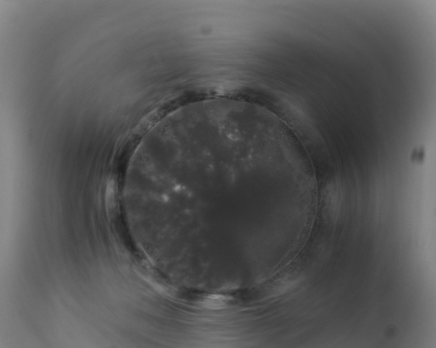 X0000112900222200908281733