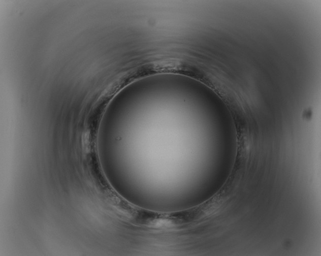 X0000112900224200908281733