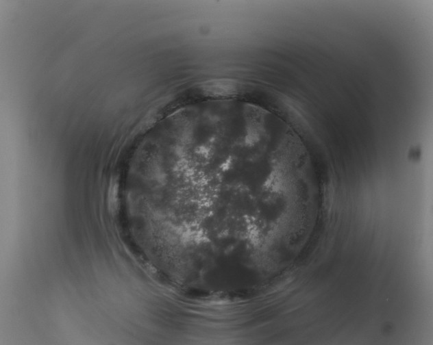 X0000112900267200908281733