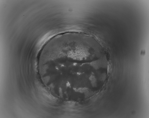 X0000112900339200908281730