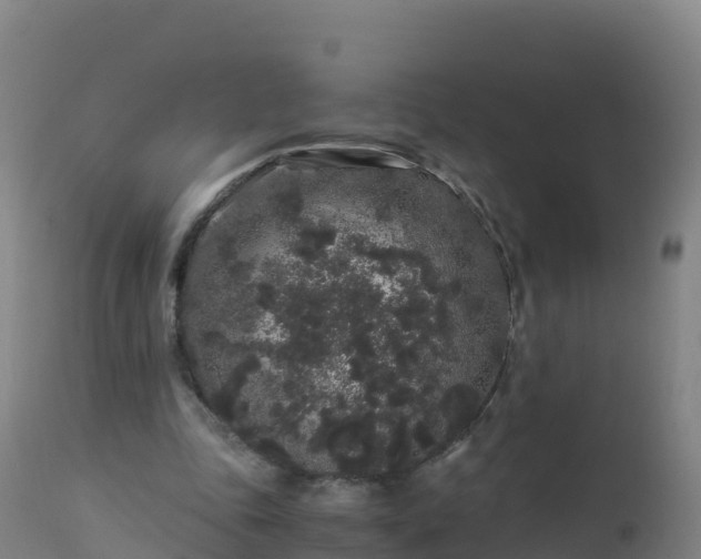 X0000112900343200908281731