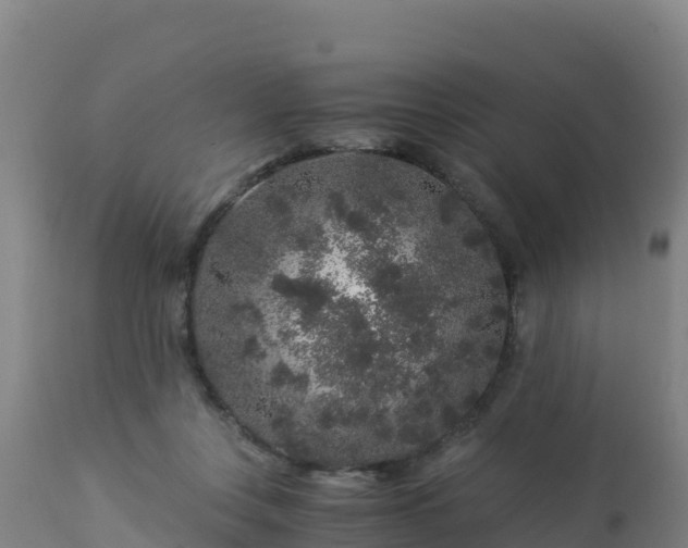 X0000112900359200908281731