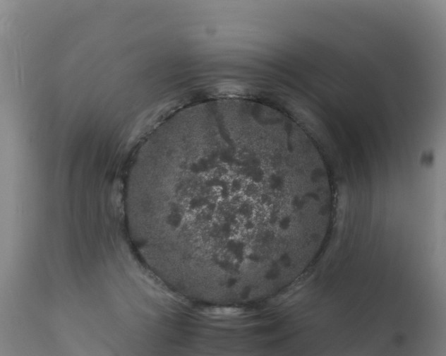 X0000112900361200908281731