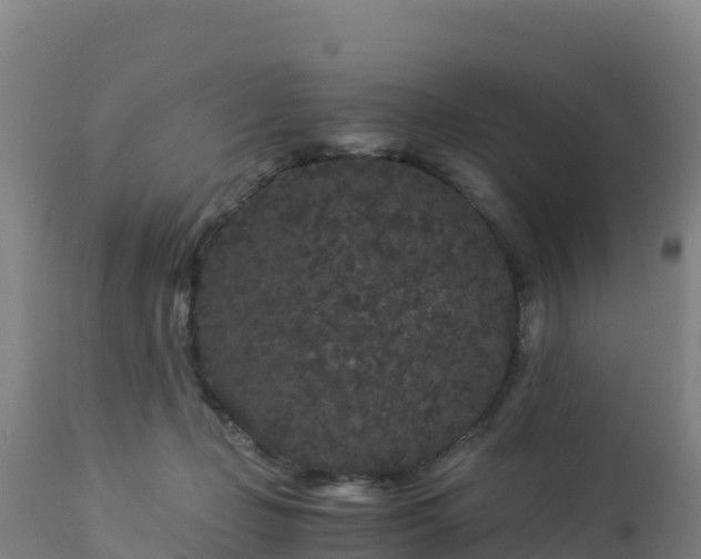 X0000112900365200908281731