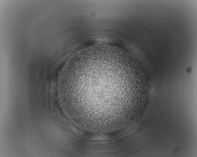 X0000112900369200908281731