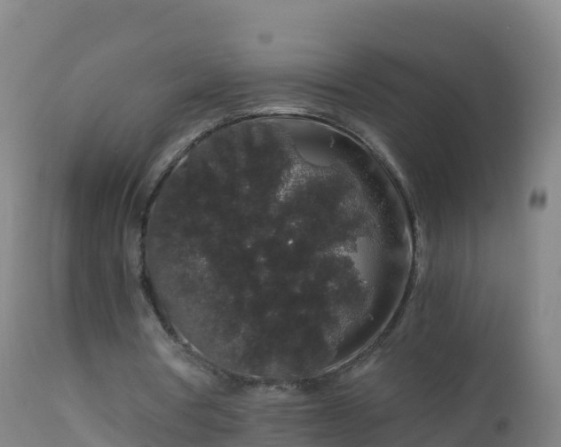 X0000112900386200908281730