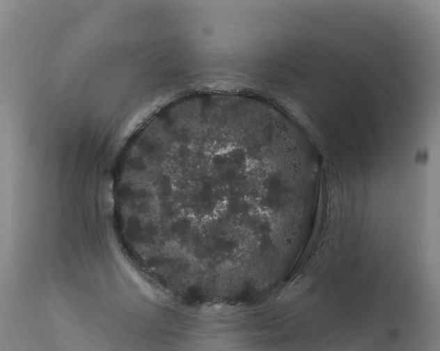 X0000112900634200908281726