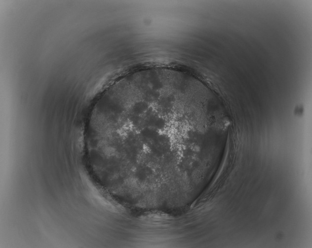 X0000112900642200908281726