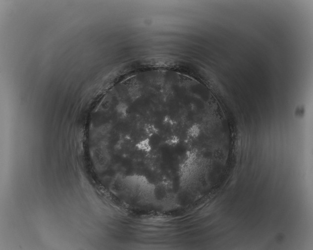 X0000112900643200908281726