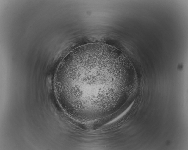 X0000112900699200908281725