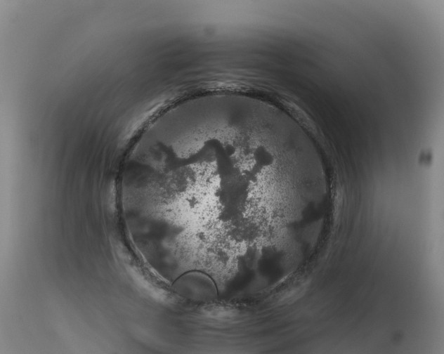 X0000112900729200908281724