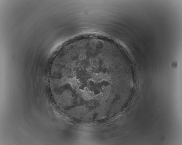 X0000112900775200908281724