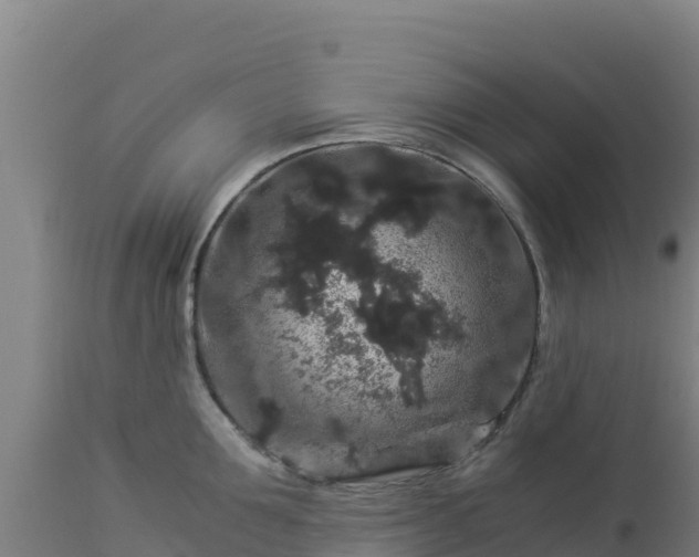 X0000112900907200908281722