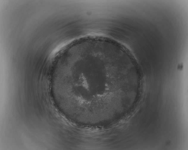 X0000112900919200908281721