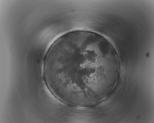 X0000112901295200908281715