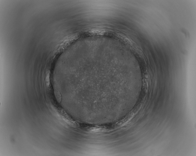 X0000112900504200909041725