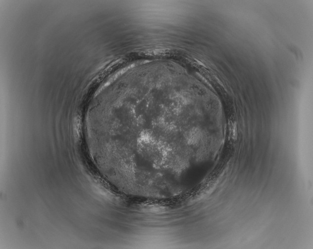 X0000112900648200909041724