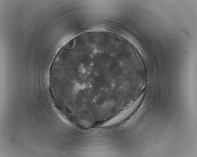 X0000112900858200909041721