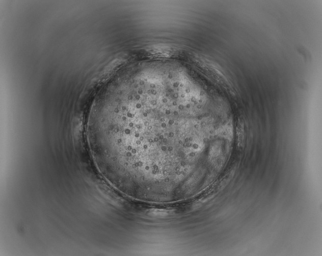 X0000112900314200909111530