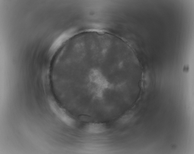 X0000112900296200909181942