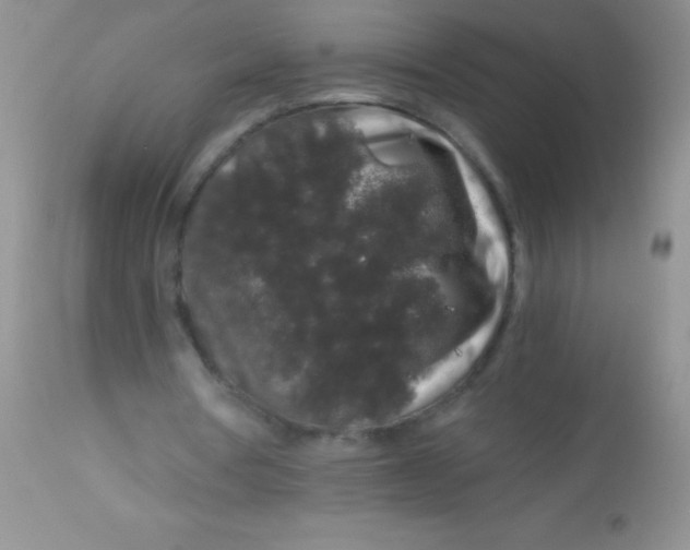 X0000112900386200909181940