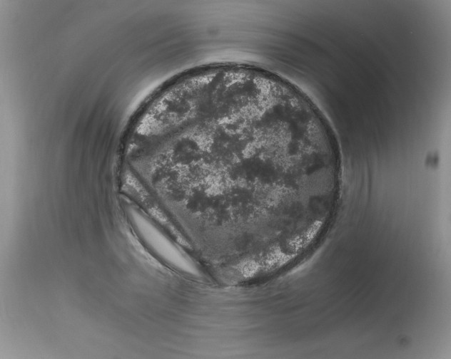 X0000112900783200909181935