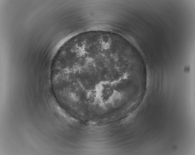 X0000112900830200909181934