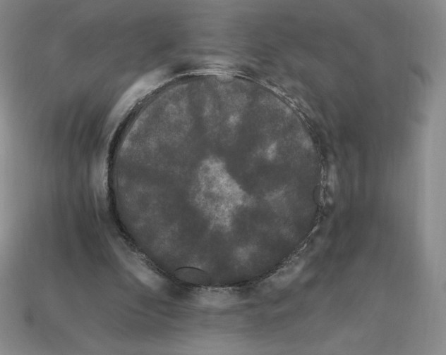 X0000112900296200910021440