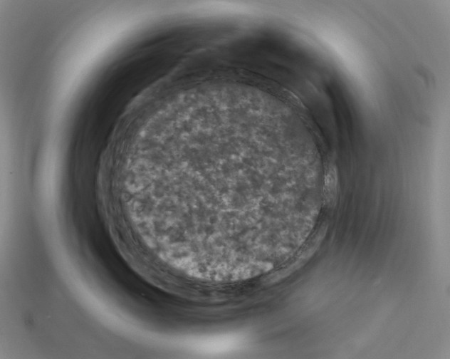 X0000112900765200910021434
