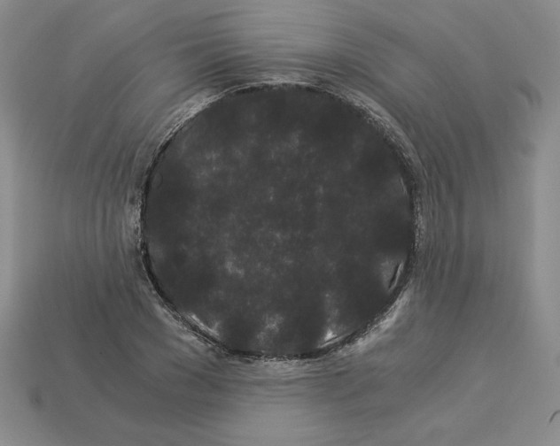 X0000112900977200910021431