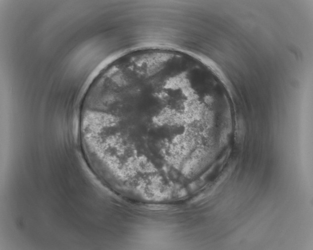 X0000112901295200910021427