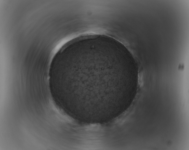 X0000112910196200909071543