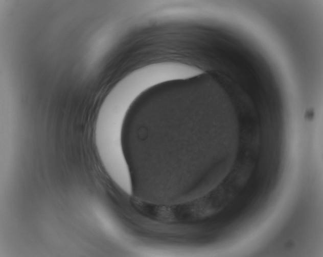 X0000112910766200909071534