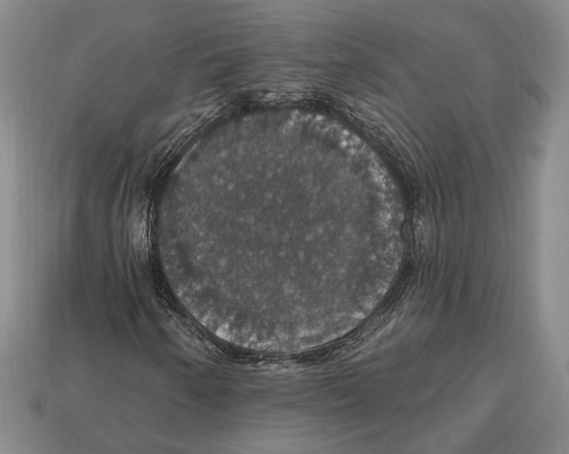 X0000112911250200909211024