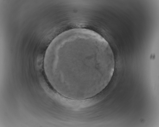 X0000112910030200910051054